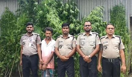টাঙ্গাইলে পাটক্ষেতের আড়ালে গাজা চাষ, মাদক ব্যবসায়ী আটক