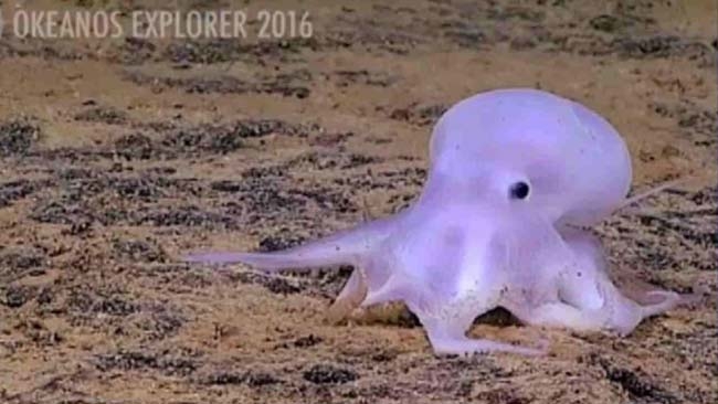 New Octopus species found near Hawaii