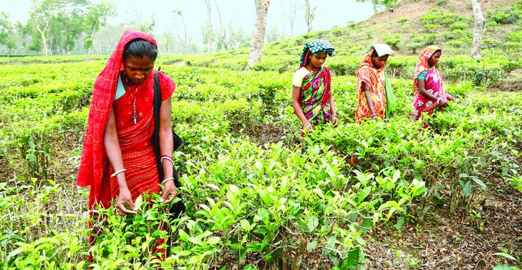 Lives of tea pickers in Bangladesh 