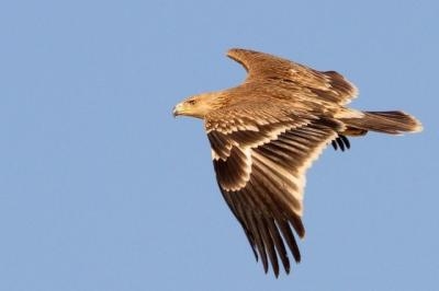 Small eagle fly 3,000 km from habitat 
