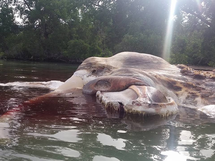Mysterious sea creature on beach in Indonesia