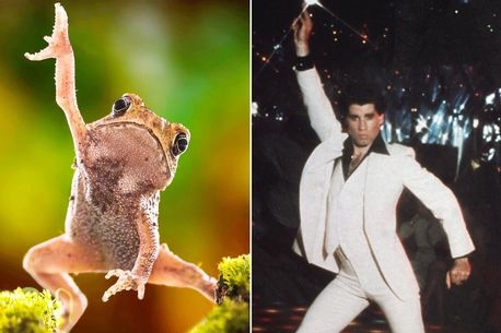 Flamboyant frog knows to get snapped in Saturday Night Fever pose