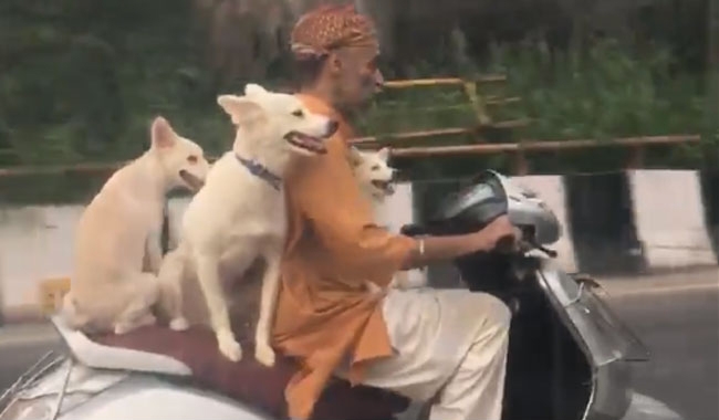 3 dogs enjoying scooter ride