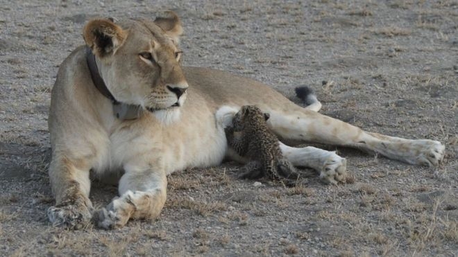 'Truly unique' mother lioness nurses leopard cub in Tanzania