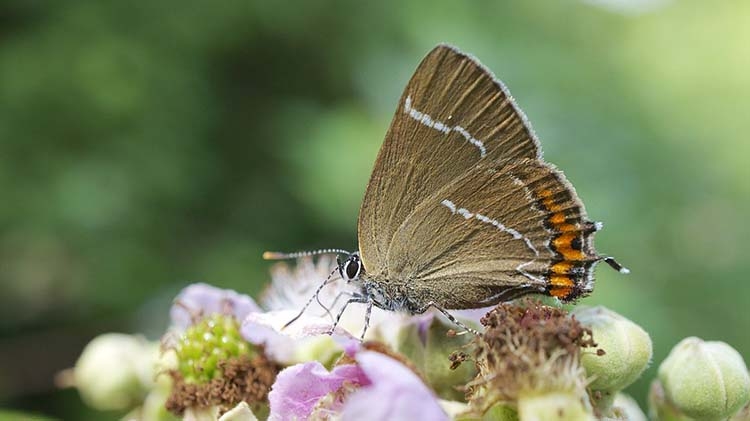 Rare species of endangered butterfly spotted after 133 years