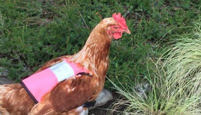 Owner gives bright pink vests to hens for road safety