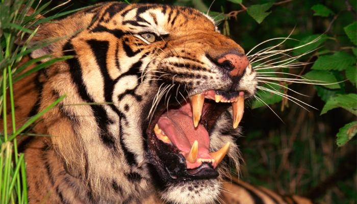 Tigers to roar again in Kazakhstan after 70 years