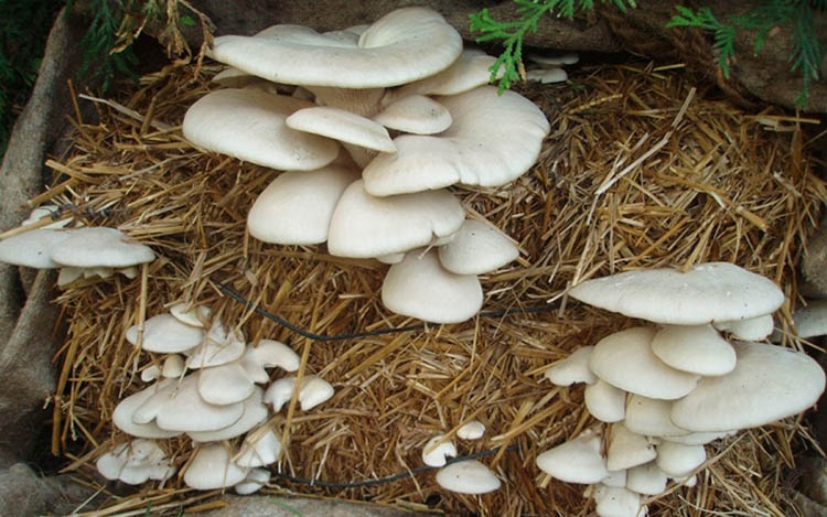 Mushroom farming makes Babul happy | The Asian Age Online, Bangladesh