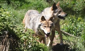 France to let wolf population grow