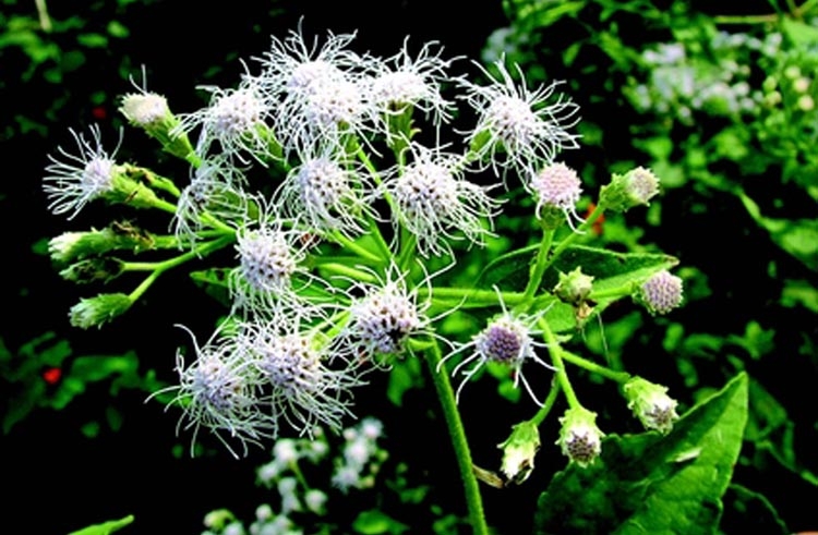 A species of flowering shrub