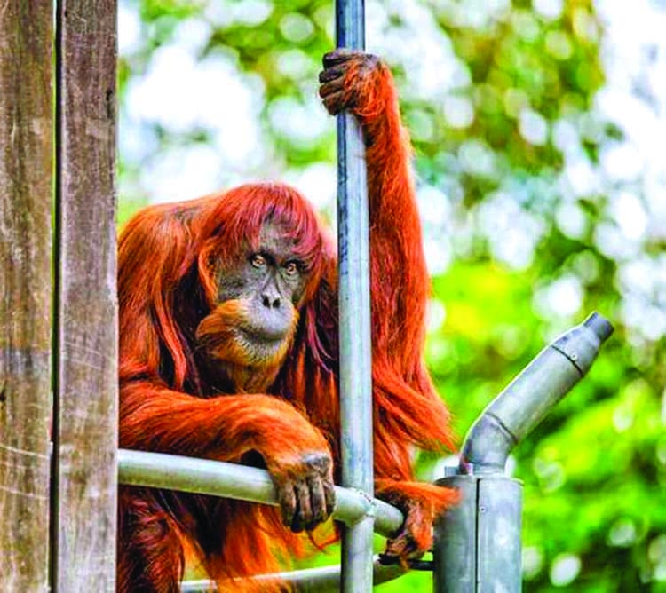 World's oldest Sumatran orangutan dies