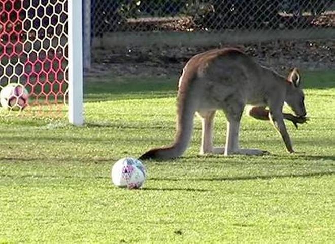 Kangaroo stops play during Australian women's soccer match