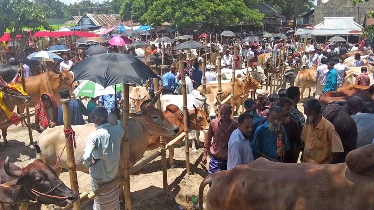 Cattle market momentum at Ashuganj in Brahmanbaria