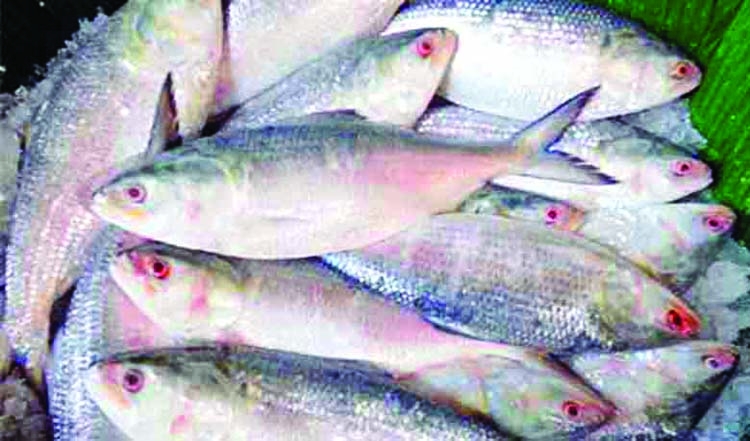 Chandpur markets abuzz with huge hilsha catches