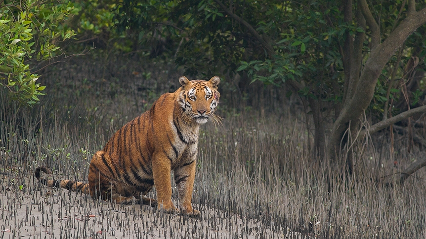 Sundarban wildlife gets extended sanctuary | The Asian Age Online,  Bangladesh