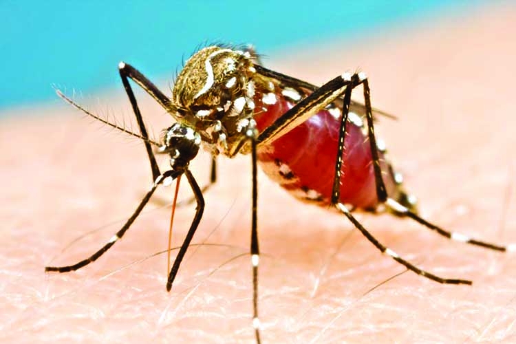 Microplastics may enter food chain through mosquitoes
