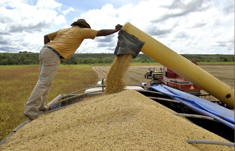 LatAm farmers to boost soybean output 
