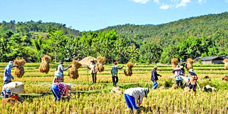 Challenges of global rice security 