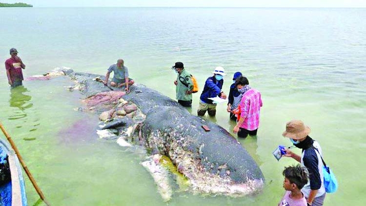 Dead whale ate 40kg of plastic 
