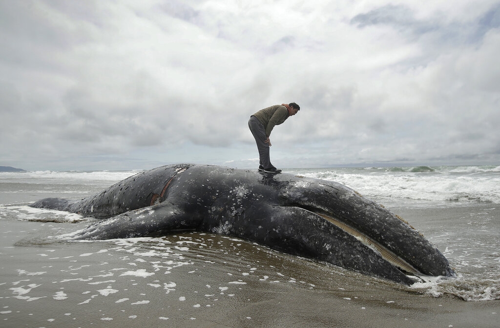 Washington state waterfront owners asked to take dead whales