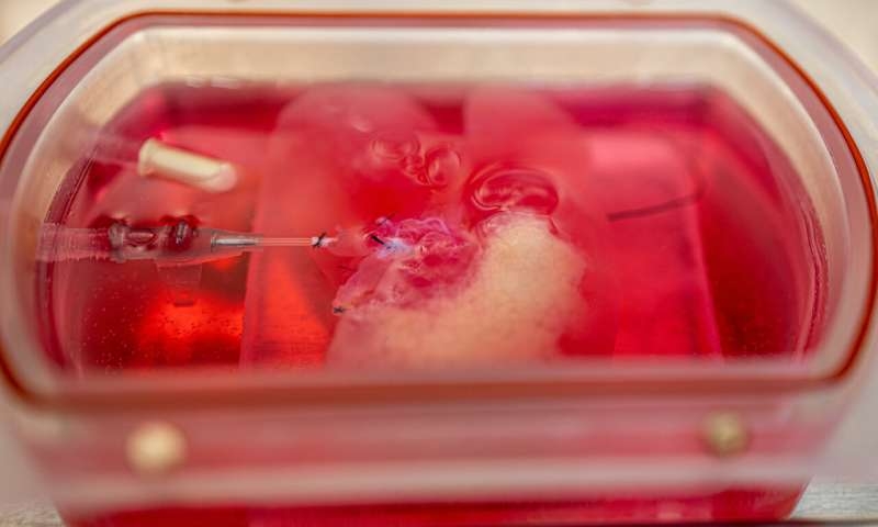 Scientists grow bioengineered mini human livers to study therapies