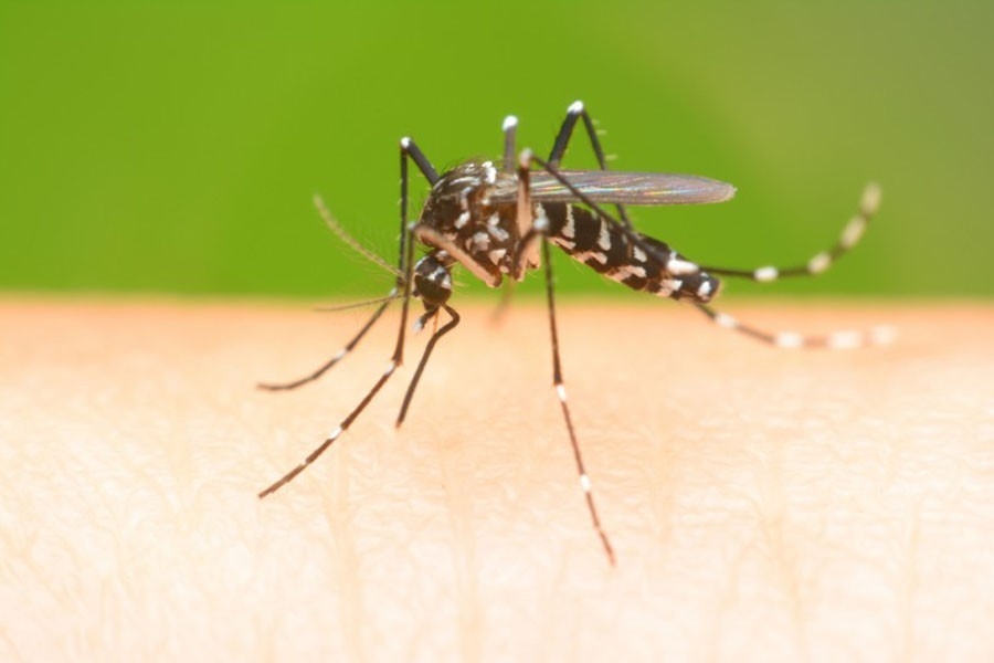 Dengue awareness programmes should start early: Speakers 