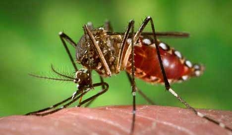 First sexually transmitted dengue case confirmed