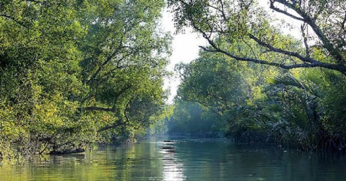Take steps to protect cyclone shield Sundarbans: TIB