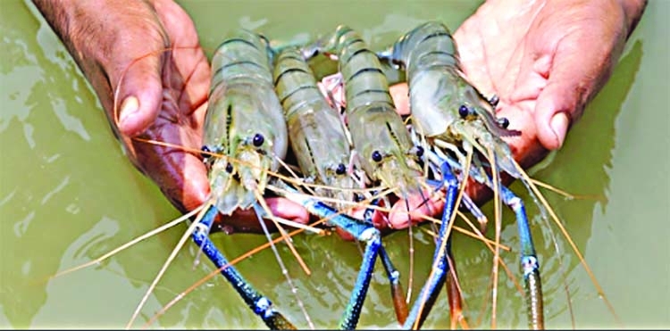 Shrimp farming gains popularity in Cox's Bazar