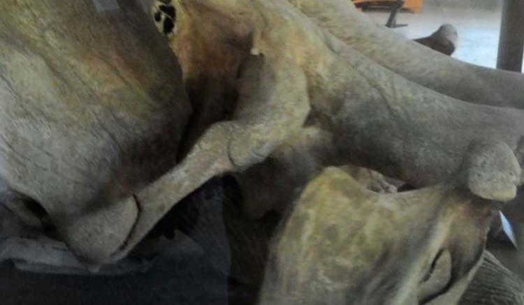 Mymensingh Museum
