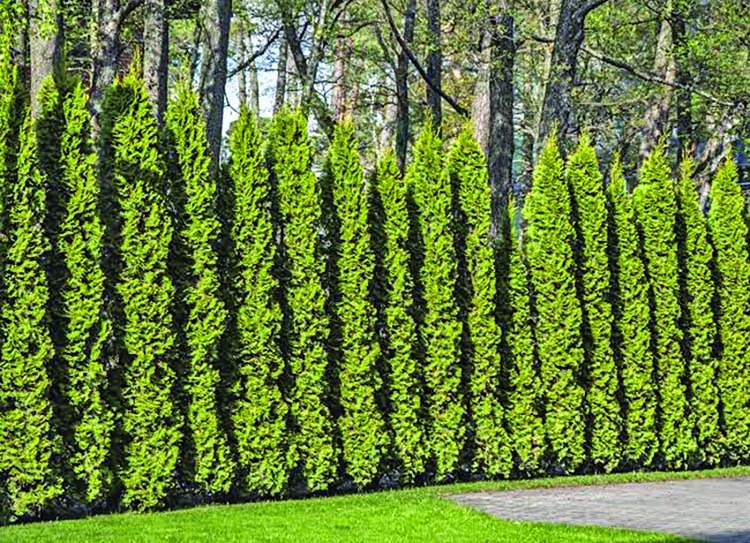 'Boundary with trees looks more beautiful' The Asian Age Online