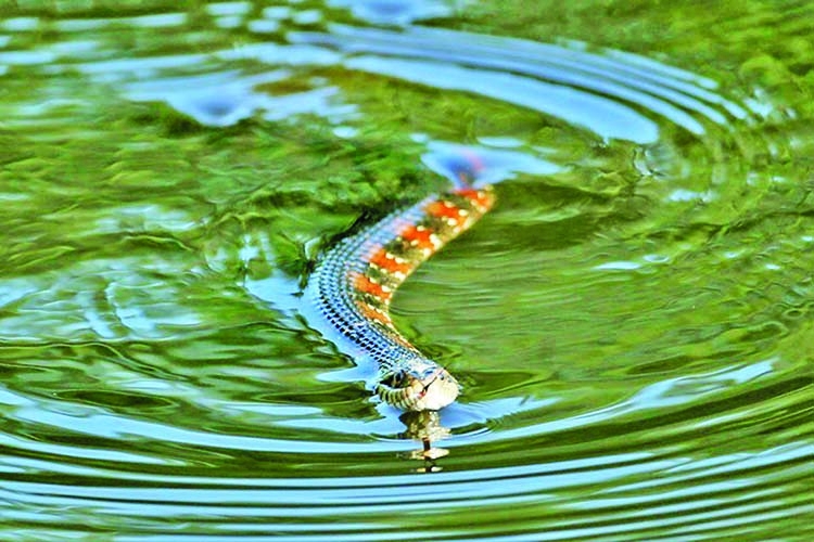 Snake orgy prompts partial  closure of Florida city park