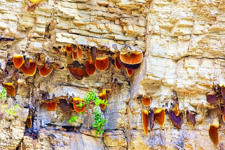 World's largest bee makes rare hallucinogenic honey