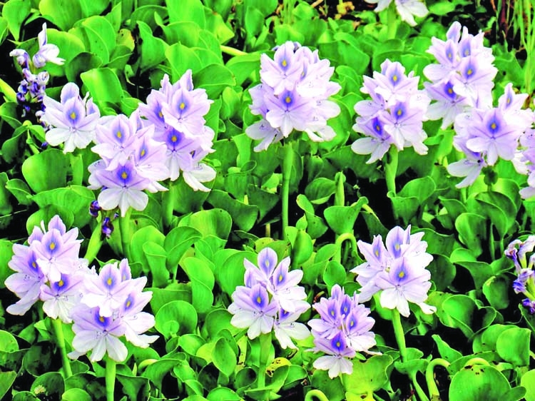 Medicinal benefits of water hyacinth!