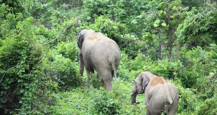 Pablakhali wildlife sanctuary