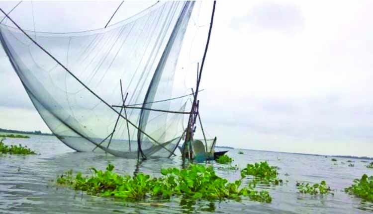 Halti Beel in Natore