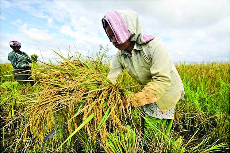 Farmers facing coronavirus challenges | The Asian Age Online, Bangladesh