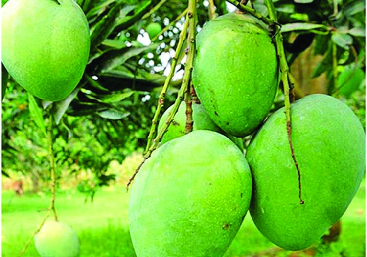 Naniarchar witnesses bumper mango production with export