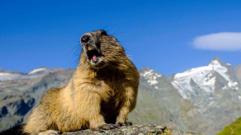 Mongolia man contracts bubonic plague after eating marmot