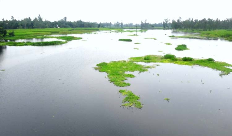 Limnological benefits of wetland resource in Bangladesh