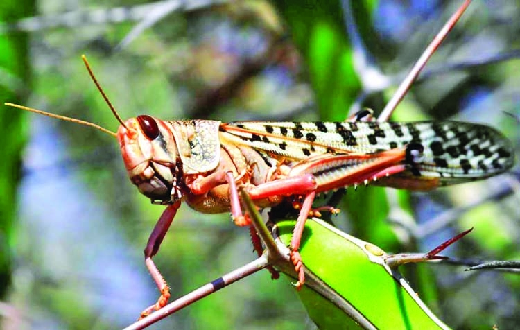 Desert Locust- no threat of invasion in Bangladesh