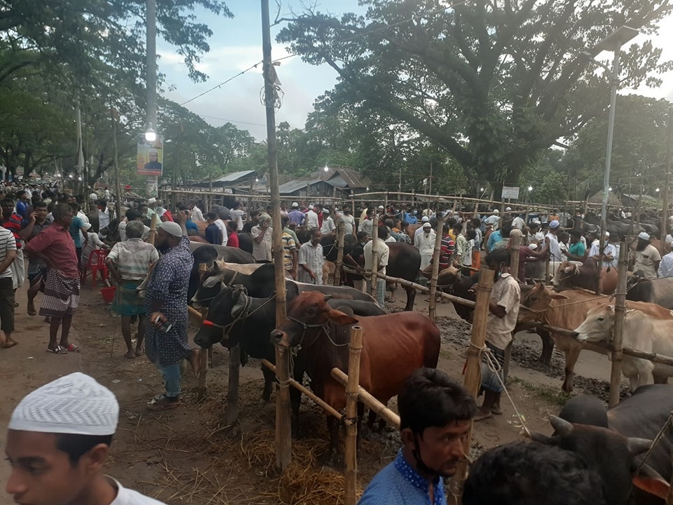 Eid-ul-Azha: Cattle market vibrant in Sarail