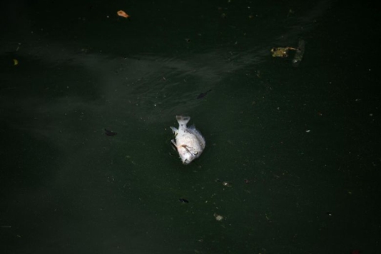 Fish exposed to noise pollution likely to die early: study