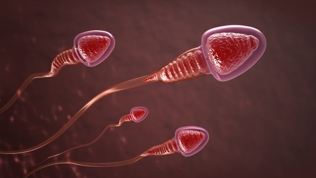 Scientists find world's oldest sperm in Myanmar amber