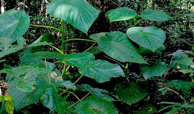 Stinging tree with 'scorpion-like venom' identified in Australia