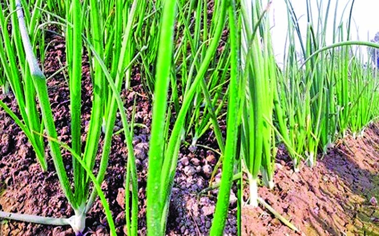 Bumper onion production expected in Rajshahi 