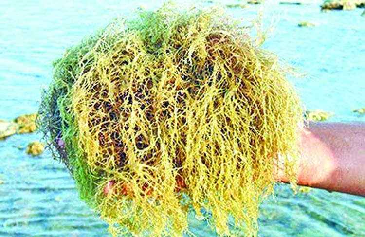 Potential uses and prospects of seaweed culture in coastal areas of Bangladesh
