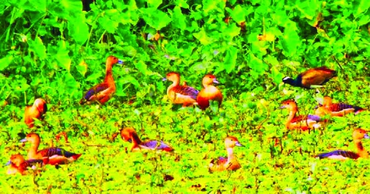 Migratory birds start flocking to IU lake with fall of mercury