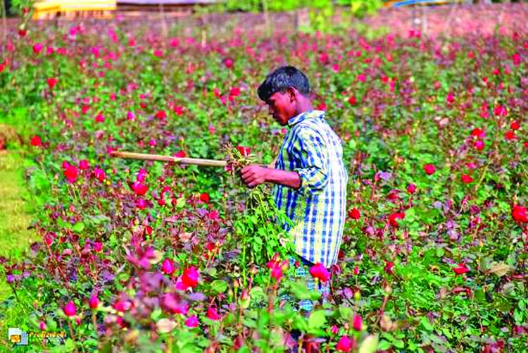 Sadullapur flower garden