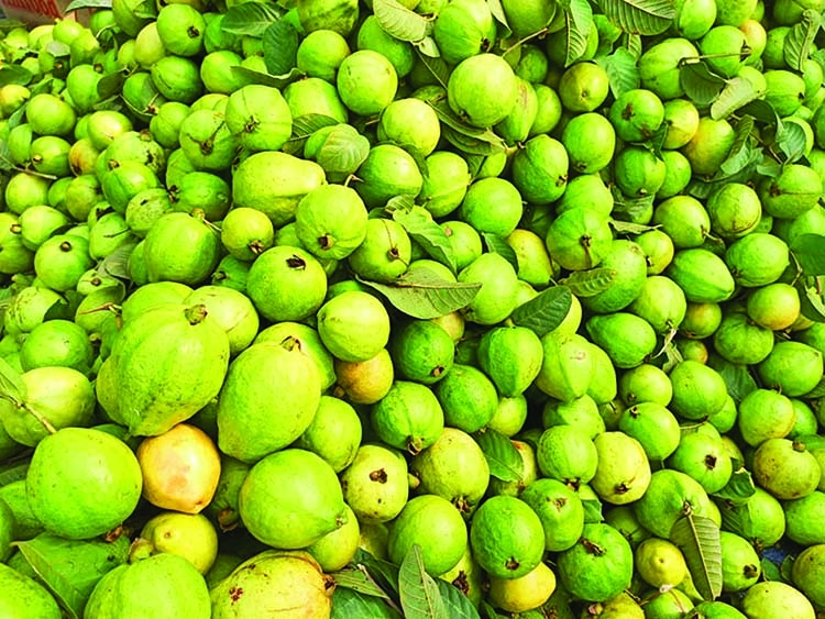 Guava farming becomes boon for many people in Rajshahi